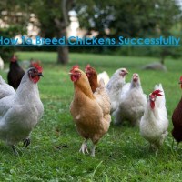 excel base poultry feed formulation software free